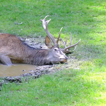 Friedrich * 米歇尔施塔特